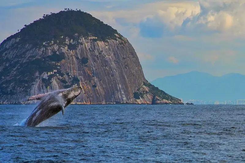 Com a chegada da temporada das jubartes, Visit Rio lança guia de avistamento responsável